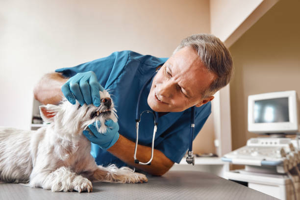 Best Emergency Dental Care for Abscessed Tooth in Huntersville, NC